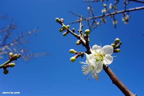 平地種梅樹|【平地種梅樹】平地也能種梅花！白色櫻花、熱帶大梅新品種熱賣。